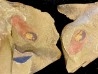 calvapilosa kroegeri - Ordovician - Fezouata fmt, Morocco