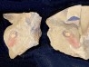 calvapilosa kroegeri - Ordovician - Fezouata fmt, Morocco