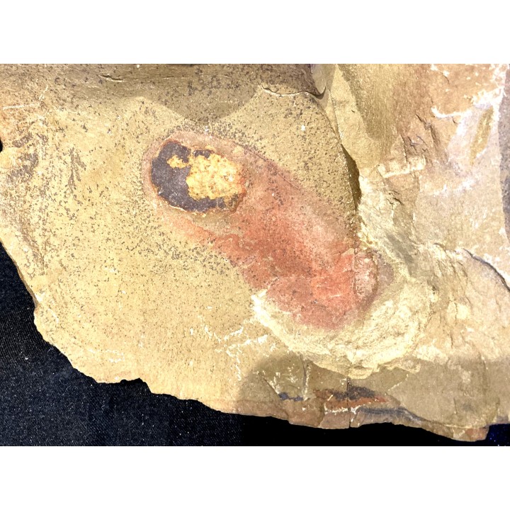calvapilosa kroegeri - Ordovicien - Fezouata fmt, Maroc