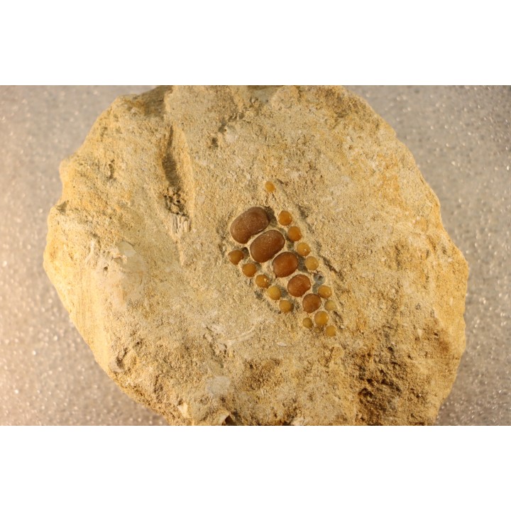 palais de poisson pycnodonte  PHACODUS PUNCTATUS- Maestrichtien - Oued Zem, MAROC