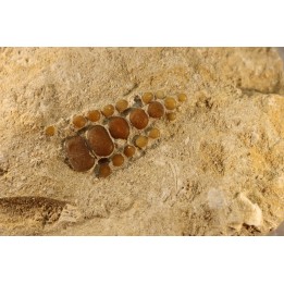 pycnodont palate:  PHACODUS PUNCTATUS - Maastrichtian - Oued Zem, MOROCCO