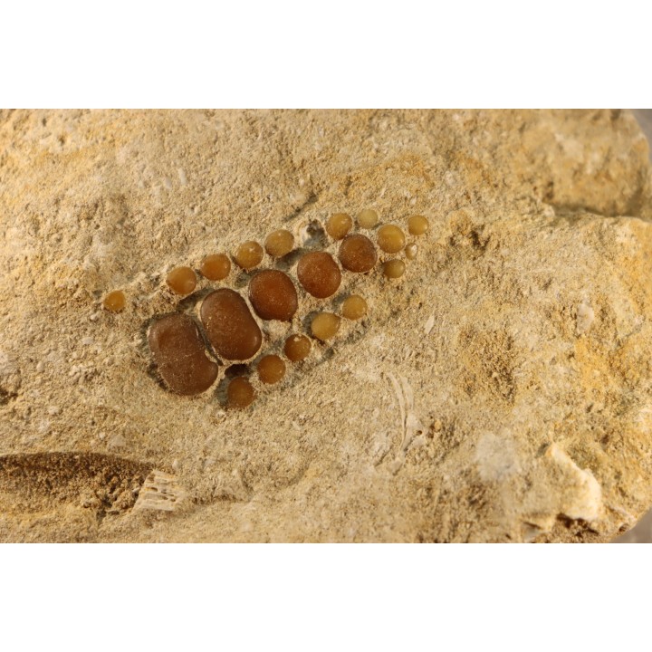 pycnodont palate:  PHACODUS PUNCTATUS - Maastrichtian - Oued Zem, MOROCCO