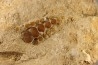 palais de poisson pycnodonte  PHACODUS PUNCTATUS- Maestrichtien - Oued Zem, MAROC