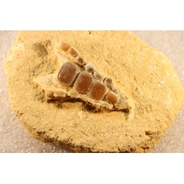 pycnodont palate:  PHACODUS PUNCTATUS - Maastrichtian - Oued Zem, MOROCCO