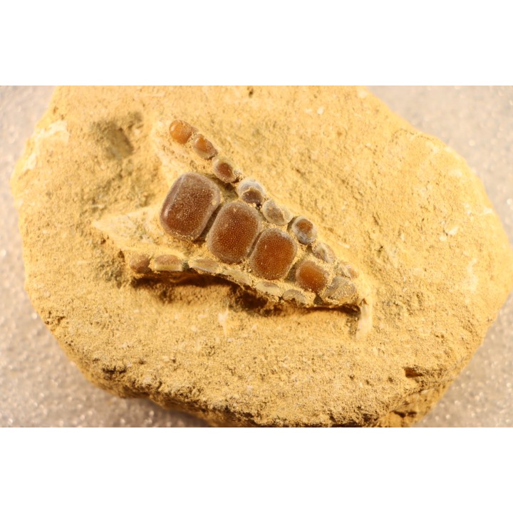 pycnodont palate:  PHACODUS PUNCTATUS - Maastrichtian - Oued Zem, MOROCCO