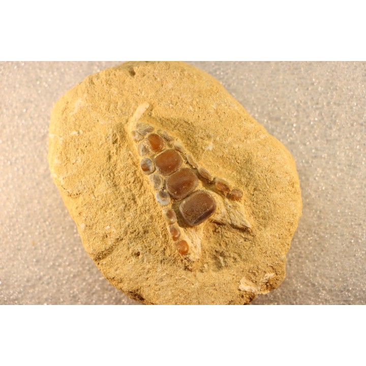 pycnodont palate:  PHACODUS PUNCTATUS - Maastrichtian - Oued Zem, MOROCCO