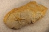 Astérie lumbricalis - Rhetian - Beaune area - France