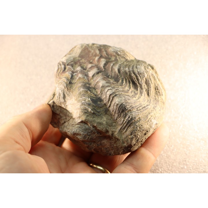 Ostrea nicaisei - Coniacian - Province de Cajamarca - Péru