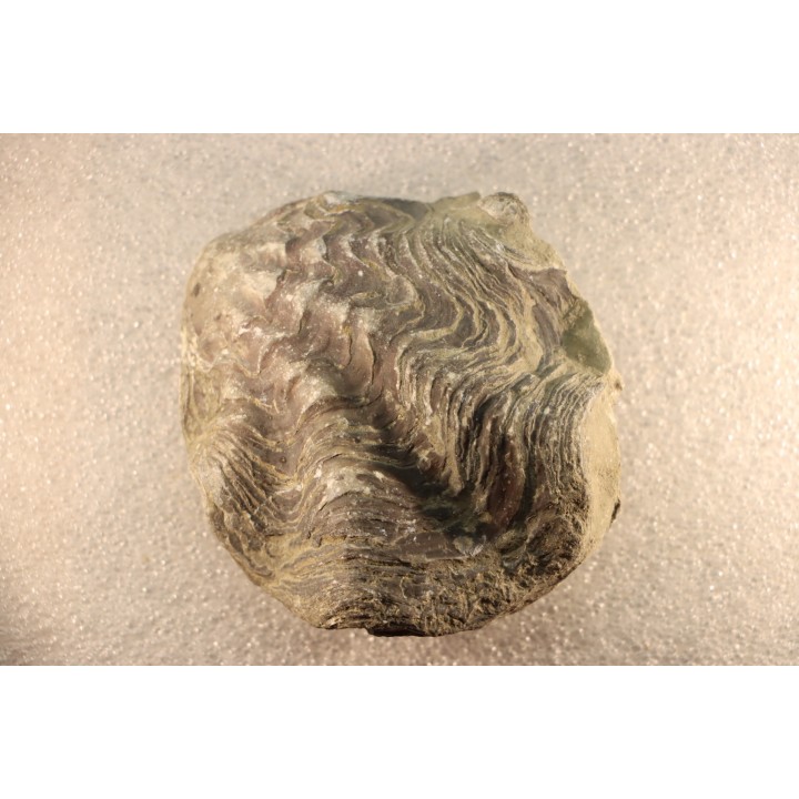 Ostrea nicaisei - Coniacian - Province de Cajamarca - Péru