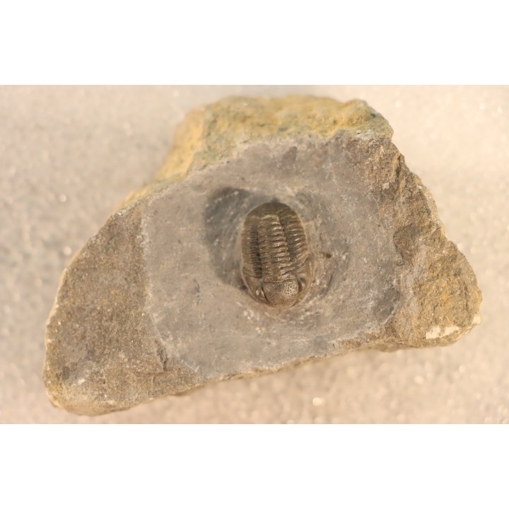 Gerastos Lessensis - Eifelien - belgique