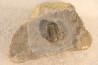 Gerastos Lessensis - Eifelien - belgique