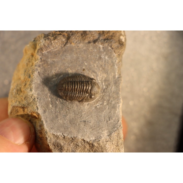 Gerastos Lessensis - Eifelien - belgique