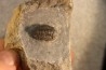 Gerastos Lessensis - Eifelien - belgique