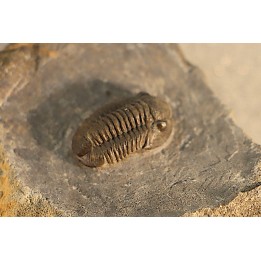 Gerastos Lessensis - Eifelien - belgique