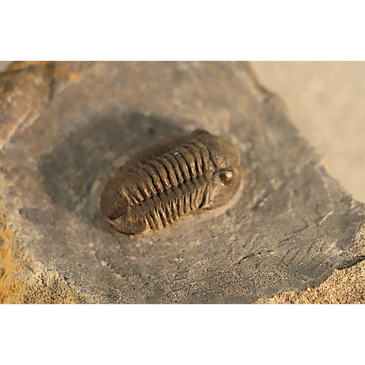 Gerastos Lessensis - Eifelien - belgique