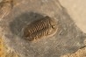 Gerastos Lessensis - Eifelien - belgique