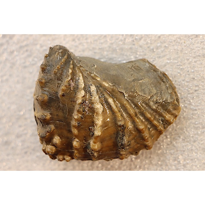 SCAPHOTRIGONIA NAVIS - Aalenian - Bouxwiller , France