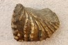 SCAPHOTRIGONIA NAVIS - Aalenian - Bouxwiller , France
