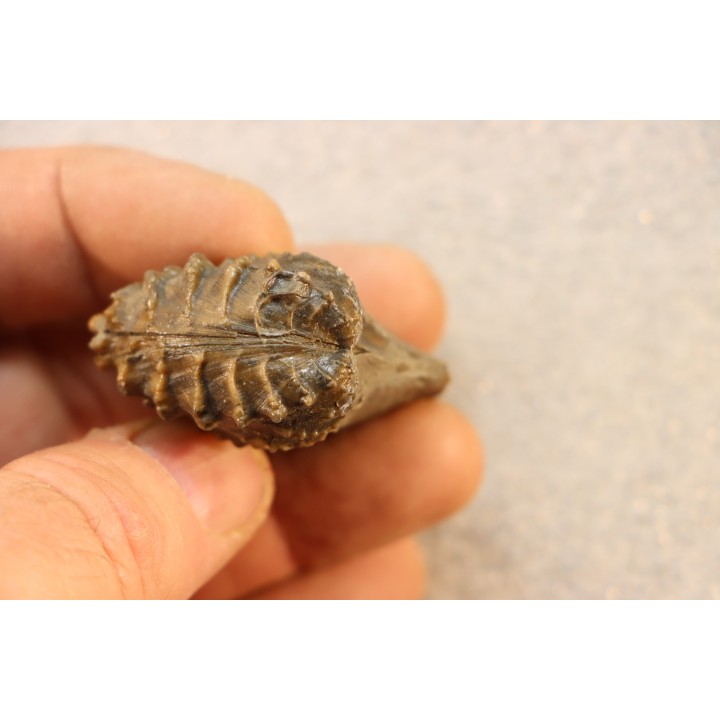 SCAPHOTRIGONIA NAVIS - Aalenian - Bouxwiller , France
