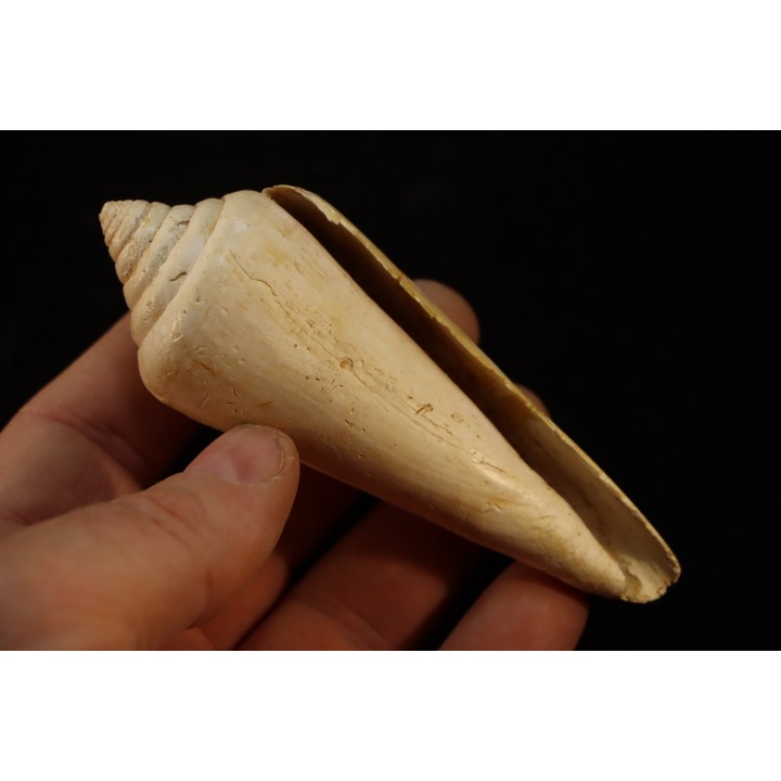 CONUS PUCHII - serravalien - Salles, France