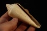 CONUS PUCHII - serravalien - Salles, France