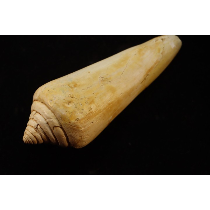 CONUS PUCHII - serravalien - Salles, France