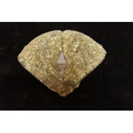 BRACHIOPODE PARASPIRIFER BOWNOCKERI - Dévonien moyen - Silica formation - LUCAS Co, OHIO, USA