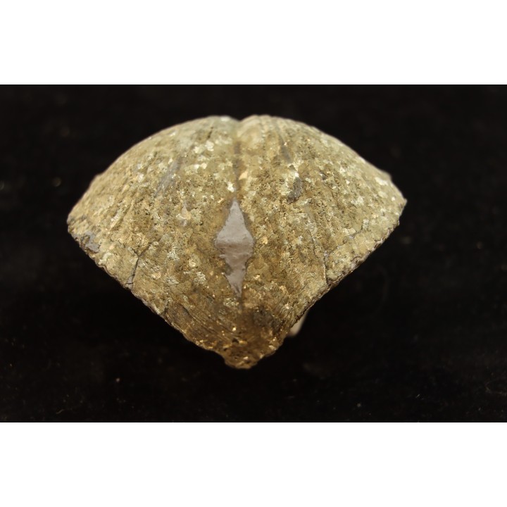 BRACHIOPODE PARASPIRIFER BOWNOCKERI - Dévonien moyen - Silica formation - LUCAS Co, OHIO, USA