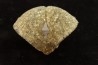 PARASPIRIFER BOWNOCKERI // middle Devonian // Silica formation // LUCAS Co, OHIO, USA