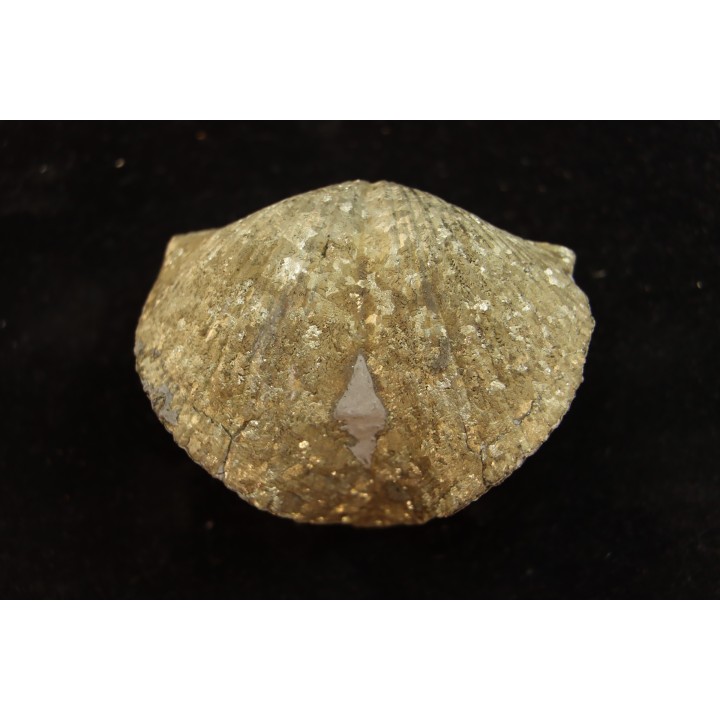 PARASPIRIFER BOWNOCKERI // middle Devonian // Silica formation // LUCAS Co, OHIO, USA