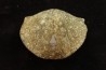 PARASPIRIFER BOWNOCKERI // middle Devonian // Silica formation // LUCAS Co, OHIO, USA