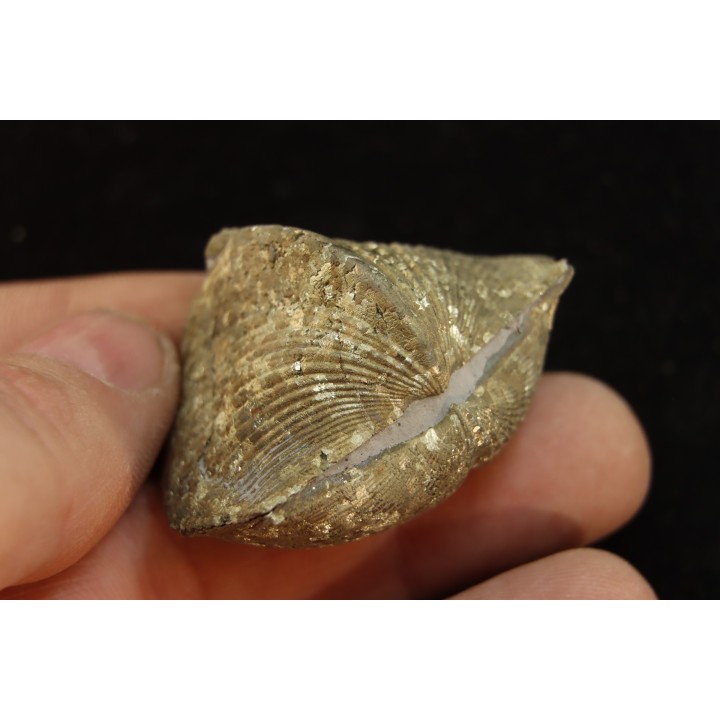 PARASPIRIFER BOWNOCKERI // middle Devonian // Silica formation // LUCAS Co, OHIO, USA