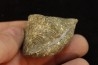 PARASPIRIFER BOWNOCKERI // middle Devonian // Silica formation // LUCAS Co, OHIO, USA