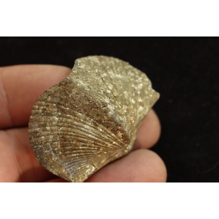 BRACHIOPODE PARASPIRIFER BOWNOCKERI - Dévonien moyen - Silica formation - LUCAS Co, OHIO, USA