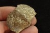 BRACHIOPODE PARASPIRIFER BOWNOCKERI - Dévonien moyen - Silica formation - LUCAS Co, OHIO, USA