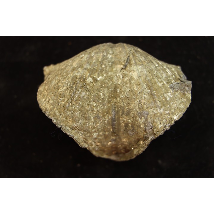 BRACHIOPODE PARASPIRIFER BOWNOCKERI - Dévonien moyen - Silica formation - LUCAS Co, OHIO, USA