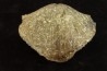 BRACHIOPODE PARASPIRIFER BOWNOCKERI - Dévonien moyen - Silica formation - LUCAS Co, OHIO, USA