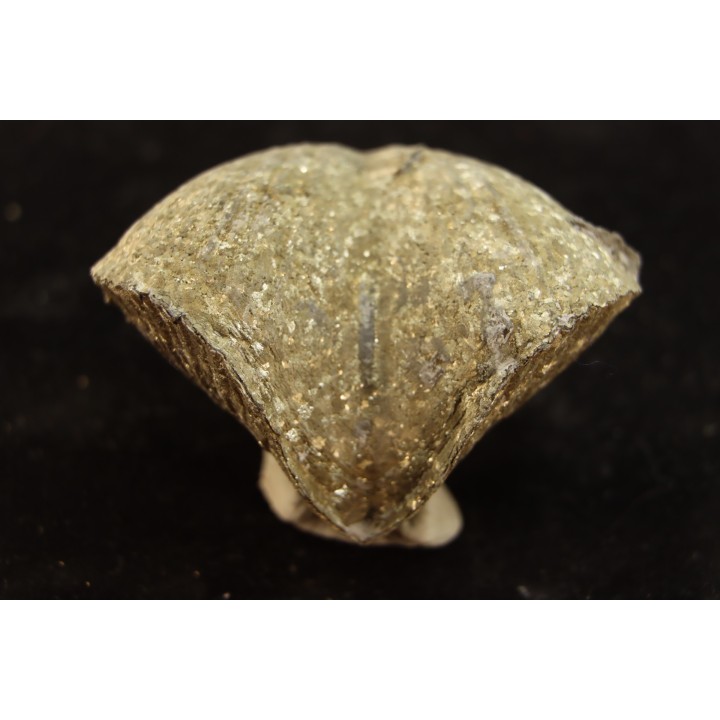 PARASPIRIFER BOWNOCKERI // middle Devonian // Silica formation // LUCAS Co, OHIO, USA