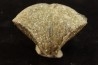 PARASPIRIFER BOWNOCKERI // middle Devonian // Silica formation // LUCAS Co, OHIO, USA