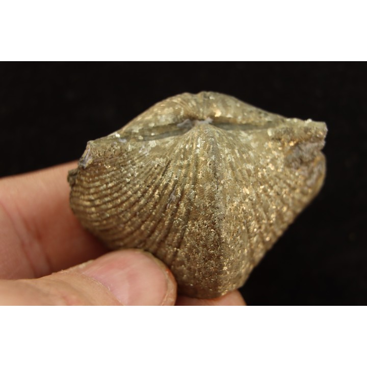 PARASPIRIFER BOWNOCKERI // middle Devonian // Silica formation // LUCAS Co, OHIO, USA