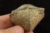 BRACHIOPODE PARASPIRIFER BOWNOCKERI - Dévonien moyen - Silica formation - LUCAS Co, OHIO, USA
