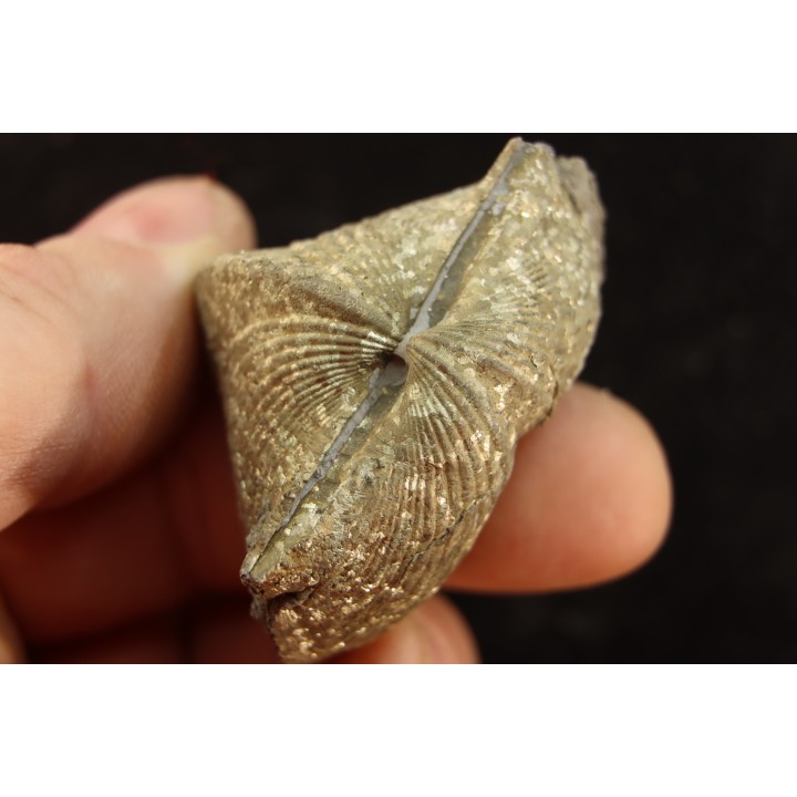 PARASPIRIFER BOWNOCKERI // middle Devonian // Silica formation // LUCAS Co, OHIO, USA