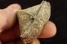 BRACHIOPODE PARASPIRIFER BOWNOCKERI - Dévonien moyen - Silica formation - LUCAS Co, OHIO, USA