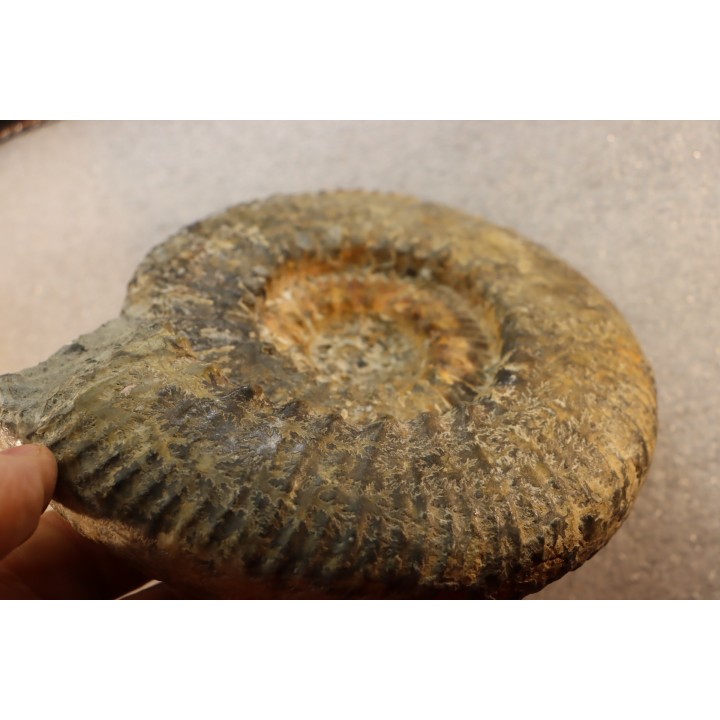 aulacostephanus volgensis - kimmeridgien - Boulonnais, France