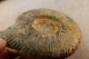 aulacostephanus volgensis - kimmeridgien - Boulonnais, France