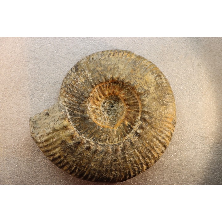 aulacostephanus volgensis - kimmeridgien - Boulonnais, France