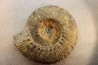 aulacostephanus volgensis - kimmeridgien - Boulonnais, France