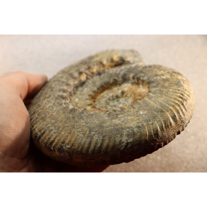 aulacostephanus volgensis - kimmeridgien - Boulonnais, France
