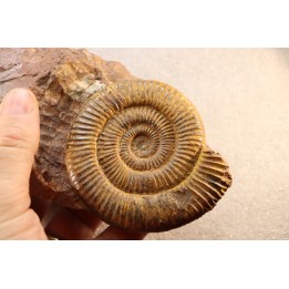 Zugodactilytes braunianus - toarcien - La Verpillere - France