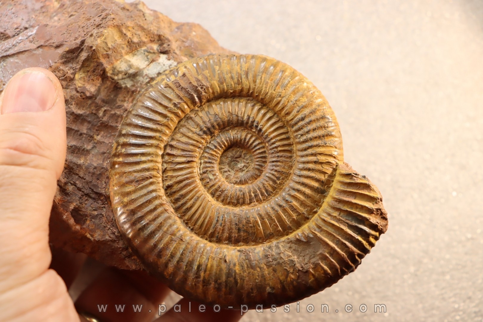 Zugodactilytes braunianus - toarcien - La Verpillere - France